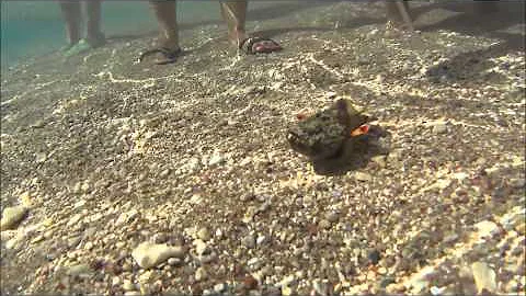 Рыба бородавчатка. Stone fish. Рыба-камень. Otium Amphoras. Красное море