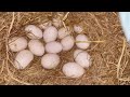 Harvesting duck eggs, goose eggs, muscovy duck eggs, chicken eggs on the farm | Farm Life