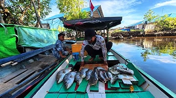 Baru kali ini dapat ikan baramundi sebanyak ini saat fishing camp di sungai mangrove