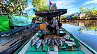 Download Lagu Baru kali ini dapat ikan baramundi sebanyak ini saat fishing camp di sungai mangrove MP3 Download Lagu Baru kali ini dapat ikan baramundi sebanyak ini saat fishing camp di sungai mangrove MP3