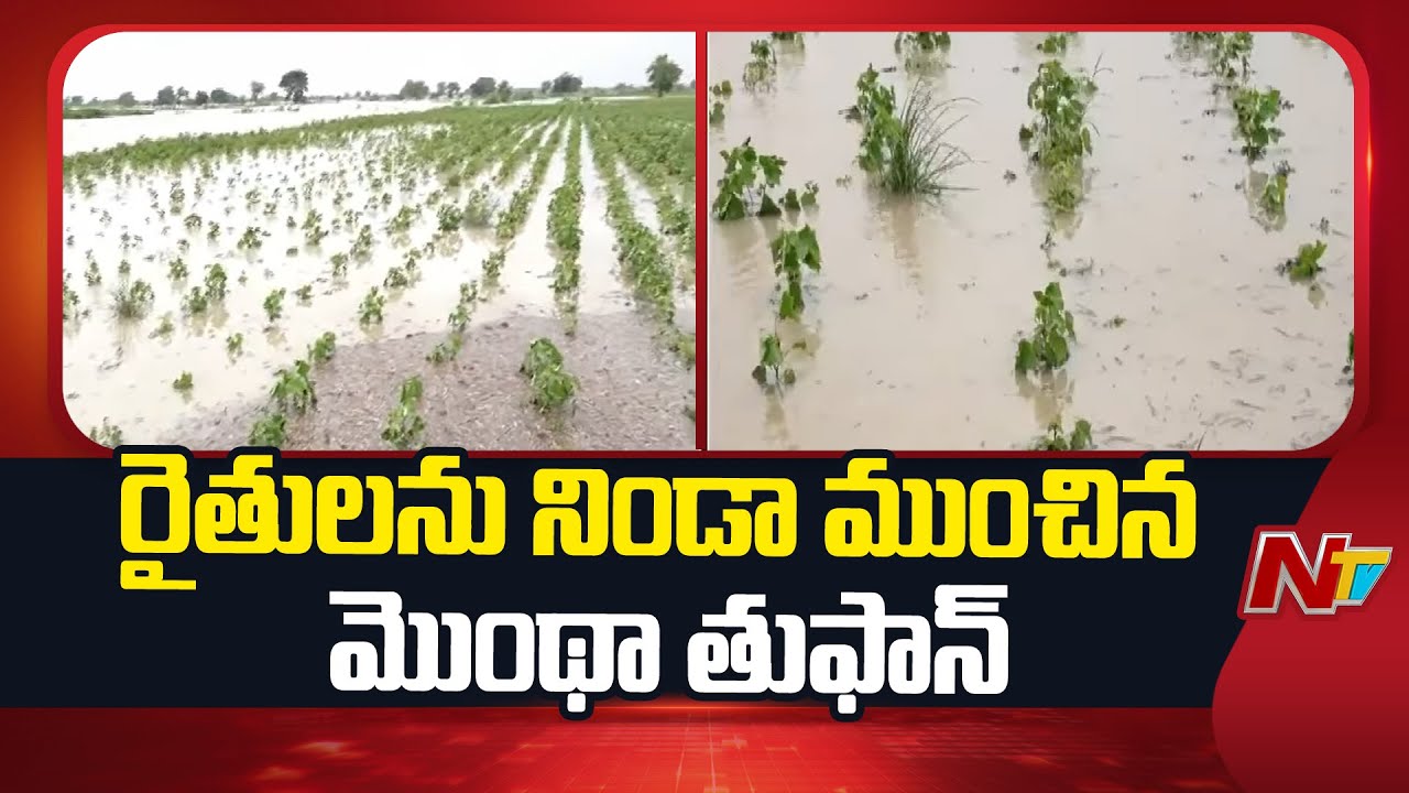 Cyclone Montha Effect in Farmers : గుంటూరులో నీట మునిగిన పంట పొలాలు Crops Submerged in Water | NTV