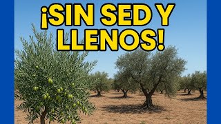 🟥 ¿Por qué Estos Picuales en Secano NO Sufren Sed? Mira sus Ramas