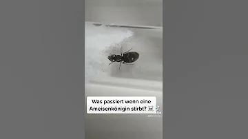Was passiert mit Ameisen ohne Königin?