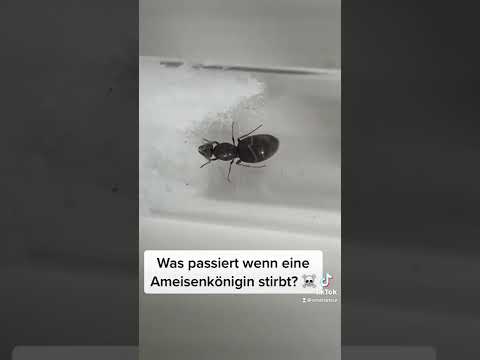 Video: 4 Möglichkeiten, Schuppeninsekten loszuwerden