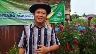 Wisata Agro Muaro Bangkahulu