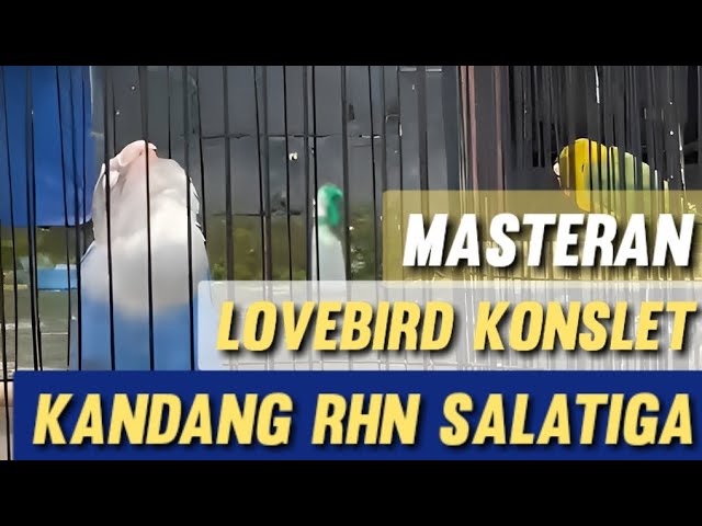 Masteran Lovebird Konslet RHN Salatiga Jantan