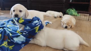 Puppers Say No To Nap Time