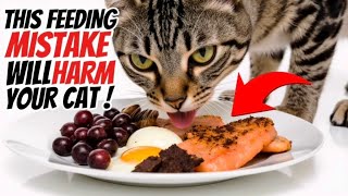 " Stop Feeding Your Cat Wrong ! Here's What They Actually Need "