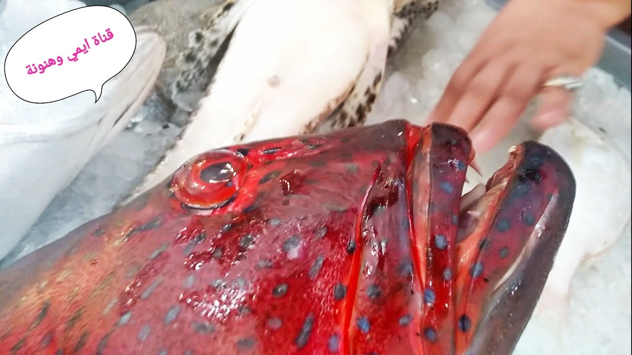 سمكة الناجل || تعالوا نتعرف عليها وسعرها وطرق الطهي coral trout