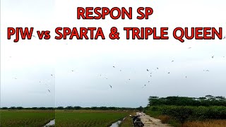 Adu respon SP PJW vs sp sparta dan sp triple queen di daerah pakan