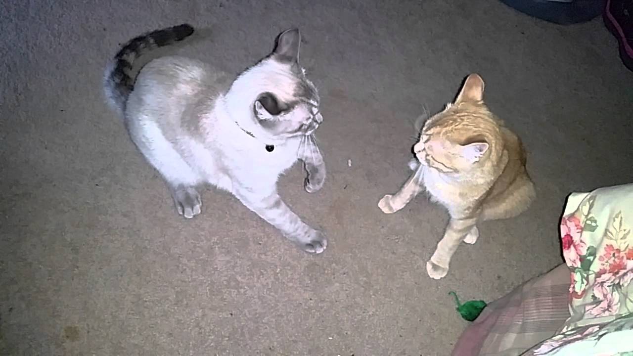 Frosty the Frozen Kitten - Save me Mum