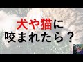 【医師が解説】犬や猫に咬まれた時の正しい対処法、動物咬傷の処置