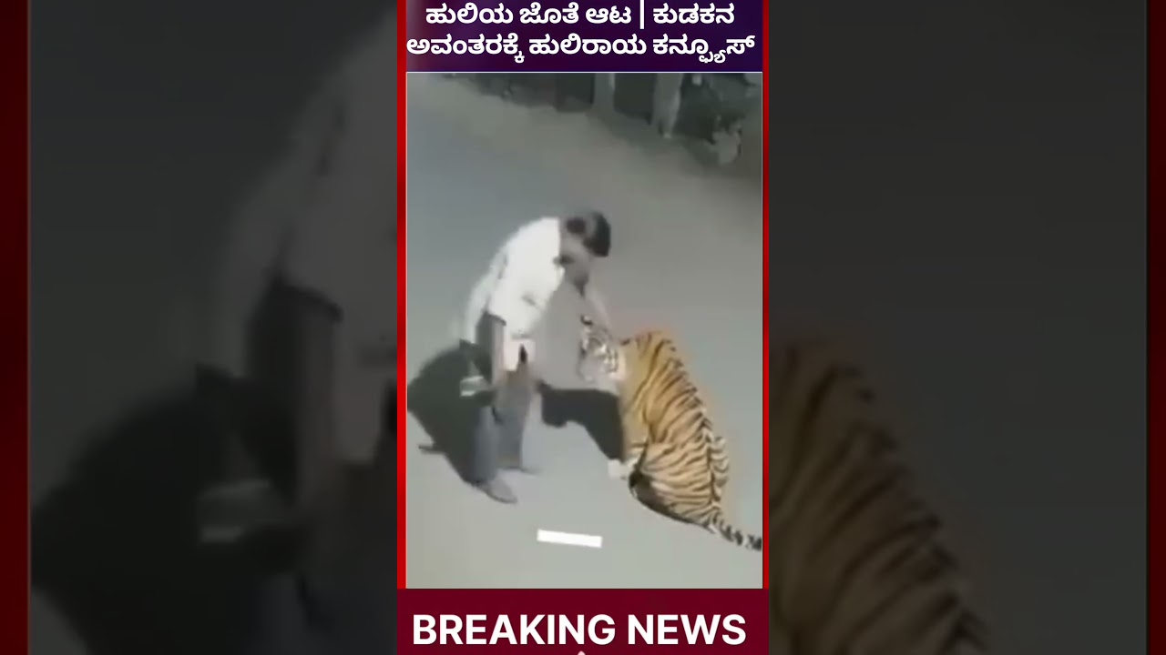 ಹುಲಿಯ ಜೊತೆ ಆಟ | ಕುಡಕನ ಅವಂತರಕ್ಕೆ ಹುಲಿರಾಯ ಕನ್ಫ್ಯೂಸ್  