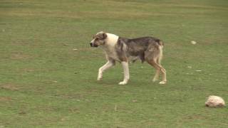 Собаки, которые убили молодого волка. Dogs that killed a young wolf. Собаки, которые убили молодого волка. Dogs that killed a young wolf.