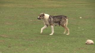 Собаки, которые убили молодого волка. Dogs that killed a young wolf.