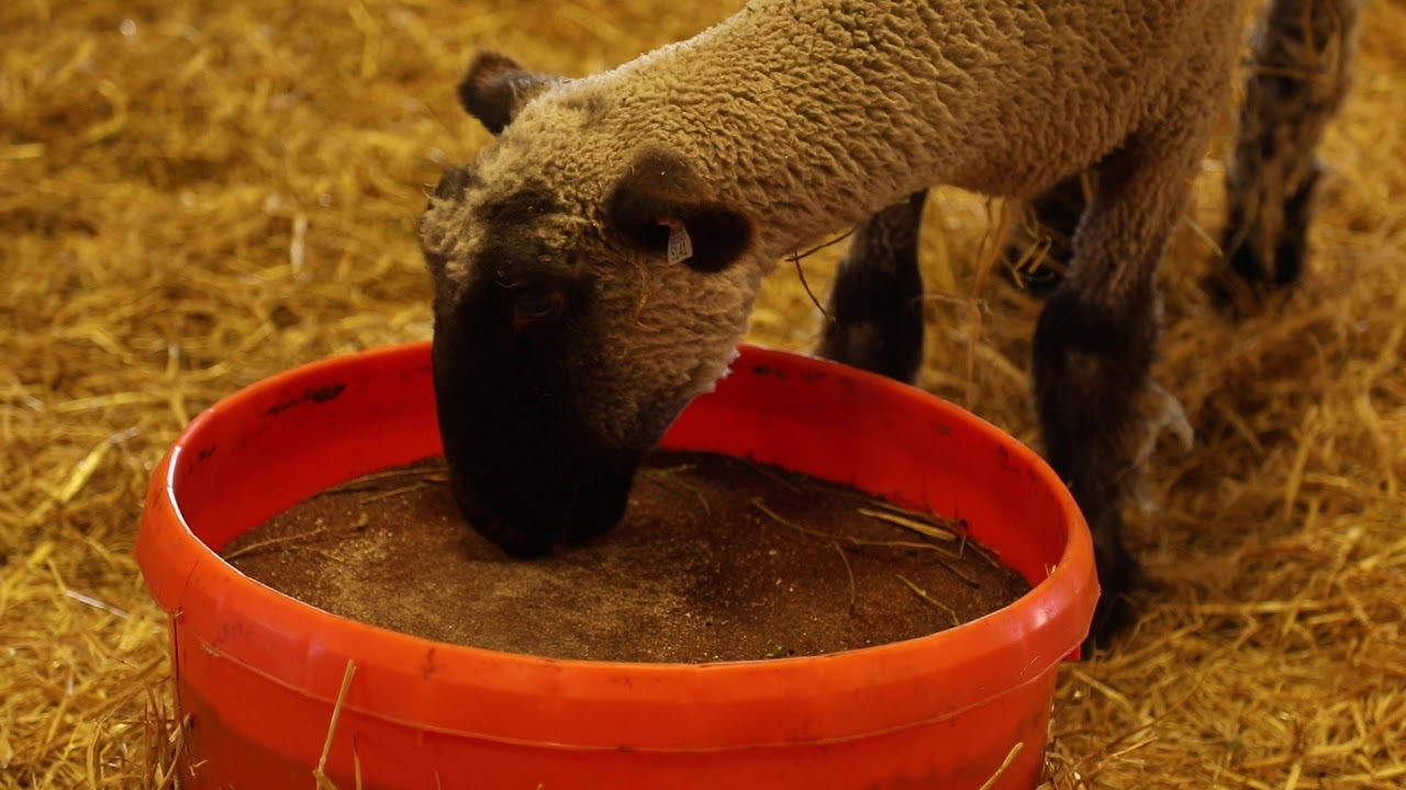 DuraFerm Sheep Concept•Aid Tub YouTube