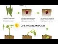 Beans Time - Lapse - 25 Days || Soil Cross Section || GPhase ||True & Real Facts