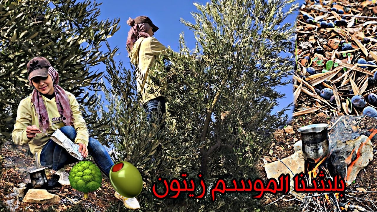 يوم ممتع بلشنا الموسم زيتون 