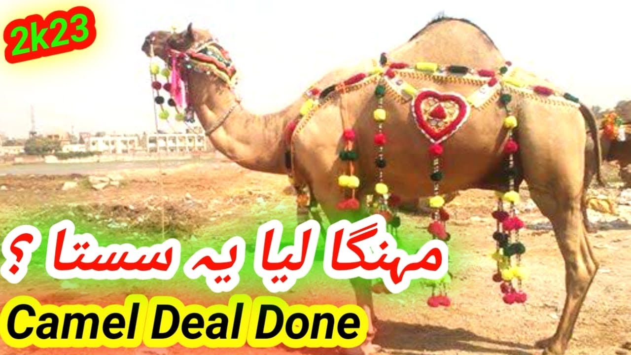 camels deal in bhatta chowk mandi 2023 | bhatta chowk mandi update | 