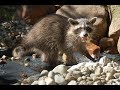 Lustige Waschbären - Badespaß - funny raccoons