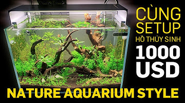 Cùng setup hồ thủy sinh Nature aquarium style, siêu xịn sò hơn 1000USD - Quoidecor