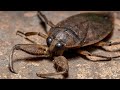 Toe biting beetle