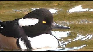 Hooded Merganser - lophodytes cucullatus - #wildlife #birds  #birdwatching #duck #hoodedmerganser