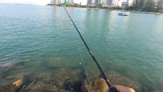 Zenaq Snipe S78XX| Drop Shot Rig catching small queen fish using 2