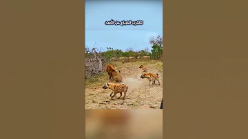 شاهد ذكاء هذه الضباع في التعامل مع أسد ضخم هاجم أحد أفراد مجموعتها Shorts 