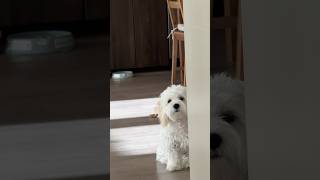 POV: politely asking for the exact toy 00 #talkingdog #maltipoo #dogshorts#funnypuppy #viraldogs