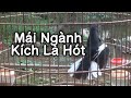 Choè than mái kích là trống hót | Kích choè than hót 1 tiếng mỗi sáng