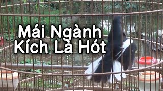 Choè than mái kích là trống hót | Kích choè than hót 1 tiếng mỗi sáng