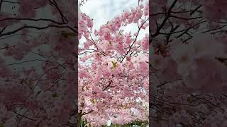 Blossoming Tallinn | ViewsAroundUs #ytshorts #springinestonia #eesti #sakura #estonia #relaxing
