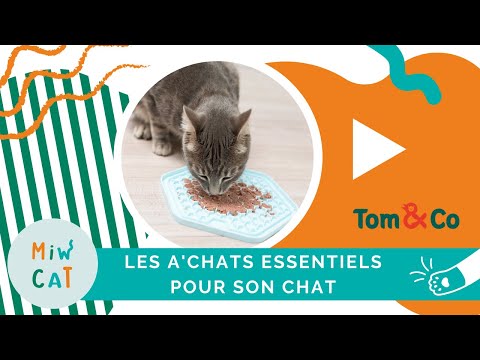 Vidéo: Guide du propriétaire de chat sur les options de litière pour chat