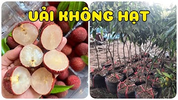 Cây vải không hạt có trồng được ở miền Tây không? 0386569374 - Ngọc Ngân Bến Tre | Chuyên cây độc lạ