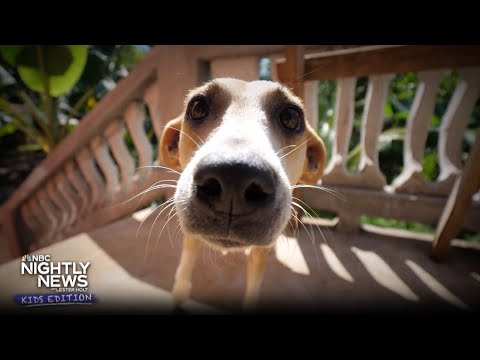 Why are dogs' noses always wet? | nightly news: kids edition