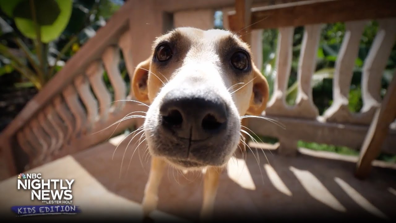 Why are dogs' noses all the time wet? | Nightly News: Kids Edition