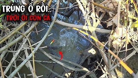 Tập 196 - 2 Ngày Câu Cá Rô Ở 2 Tỉnh, 1 Khu Trúng Cá Lớn, 1 Khu Trúng Cá Ổ