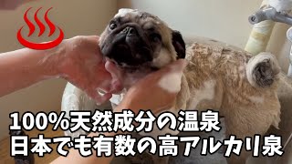 皮膚が弱いワンちゃんにおすすの温泉【パグのナッツ】