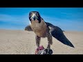 Entrenamiento de Halcón Peregrino a Palomas // Peregrine Falcon Training