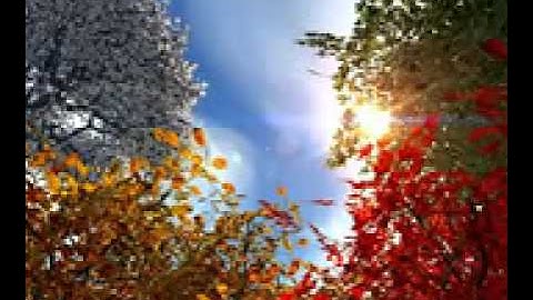 سوره الرحمن عروس القران بصوت الشيخ أحمد العجمي