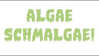 ALGAE PROBLEMS My own way of solving algae completely. The hint: don't fight, just understand.