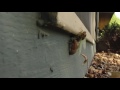 Cicada Emerging: Time Lapse with GoPro