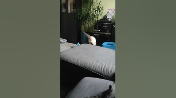 Ragdoll kitten playing fetch