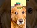 犯人は近くにいる…！#shorts #ゴールデンレトリバー #おもしろ犬
