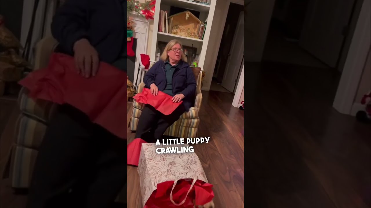 He Surprised His Mom With A Puppy Alexanderyork6799