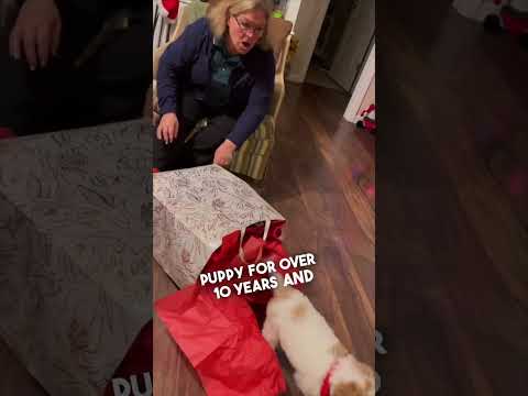 Video: 14 Bryllupsbesøk for paret som elsker hund så mye som de elsker hverandre