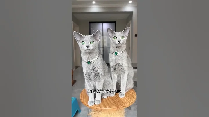 Video 11525901: meet russian blue, cat kisses