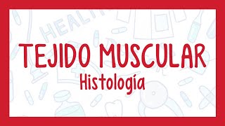 TEJIDO MUSCULAR | ¡Fácil explicación! (Histología)