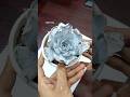 Repotting Ornamental Plant From Cuttings - Ornamental Succulent Plant// Echeveria
